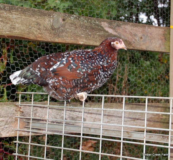 Favorite Chicken Breed - Timber Creek Farm - Speckled Sussex