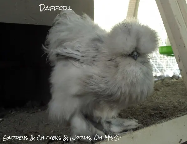 Favorite Chicken Breed - Gardens & Chickens & Worms, Oh My! - Silkies