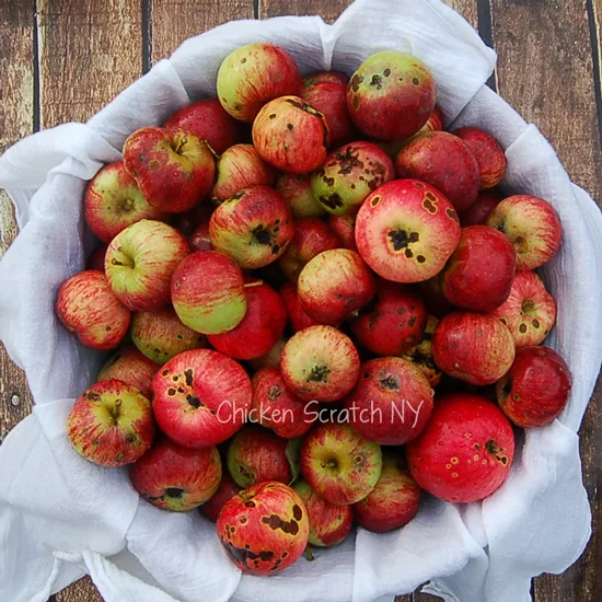 Turn your ugly apples into applesauce without peeling, dicing or coring for a tasty, healthy treat