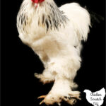 large light Brahma rooster against a black background with text overlay Homestead Bloggers Share Their Favorite Chicken Breeds