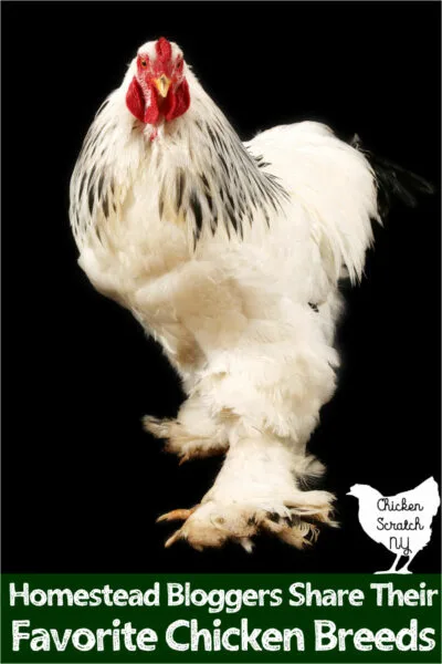 large light Brahma rooster against a black background with text overlay Homestead Bloggers Share Their Favorite Chicken Breeds