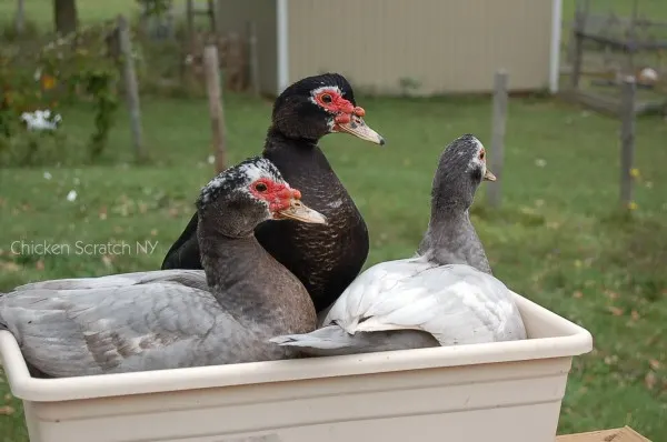 Favorite poultry - Gentleman Homstead - Muscovy Ducks
