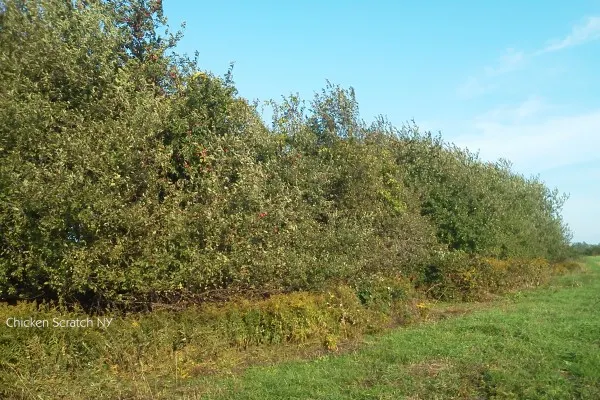 Overgrown Apple Trees - Perfect for Applesauce