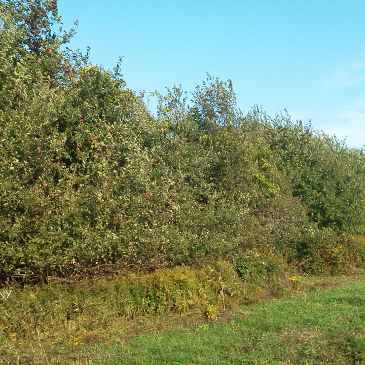 Overgrown Apple Trees - Perfect for Applesauce