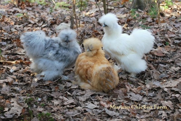 Favorite Chicken Breed - Murano Chicken Farm - Silkies