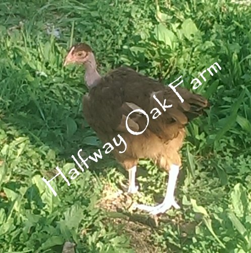 Favorite Chicken Breed - Halfway Oak Farm - Turken