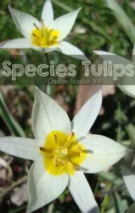Get the basics on Species Tulips