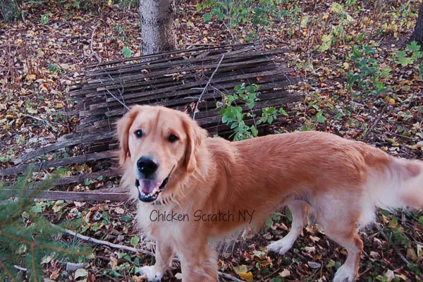 Snow fence in the woods with Alfie