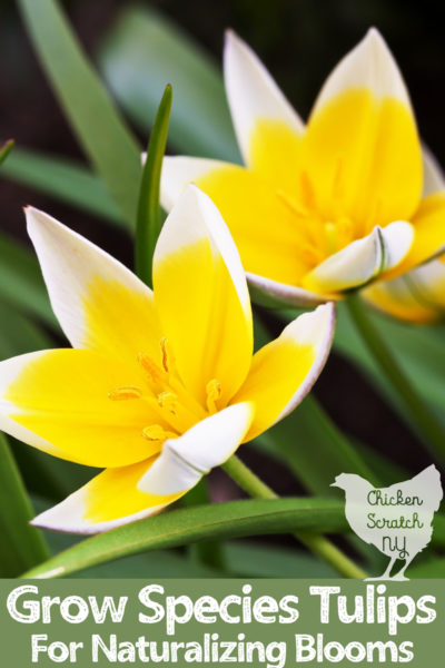 two yellow and white species tulip flowers