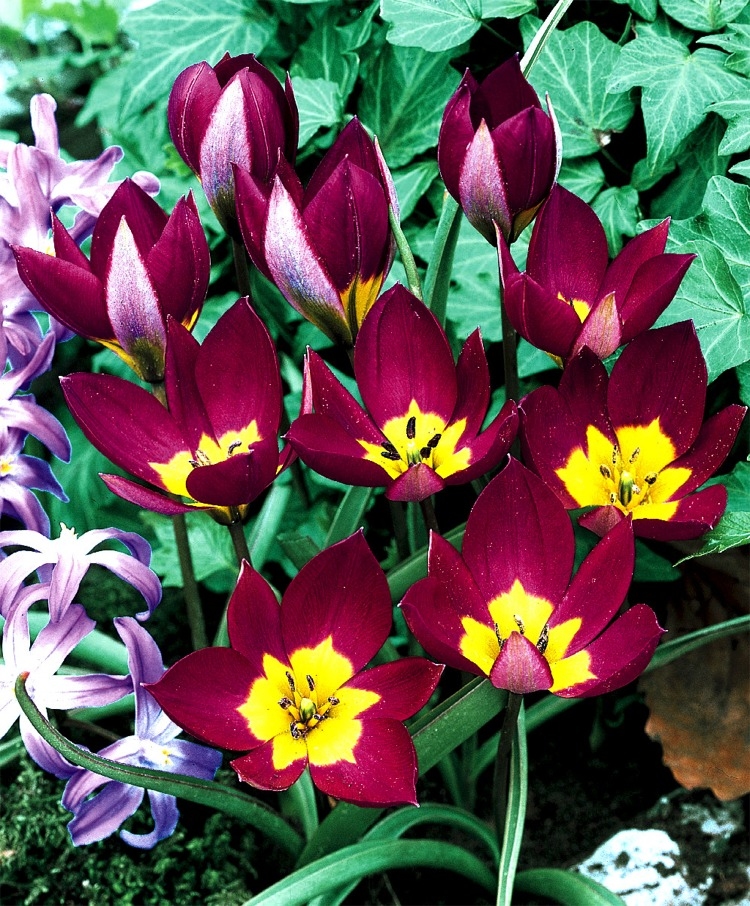 Species Tulips