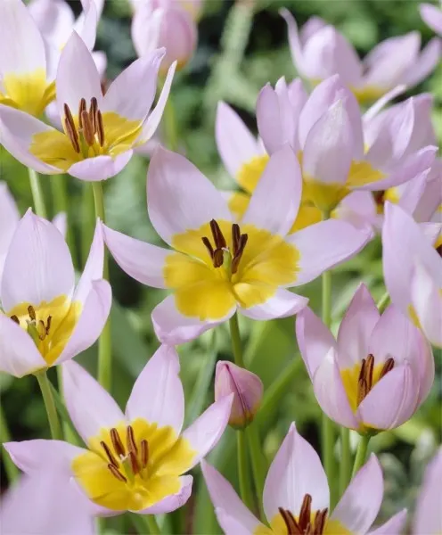 Species Tulips - Tulipa saxatilis