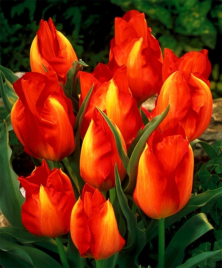 Species Tulips