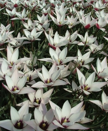 Tulipa Peppermint Stick | Species Tulips