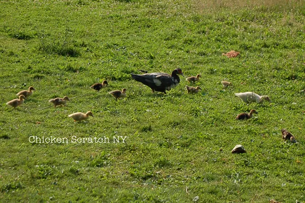 Muscovy ducks are the most sustainable animals I can think of to keep, find out why we'll always keep them on our farm and how easy they are to care for