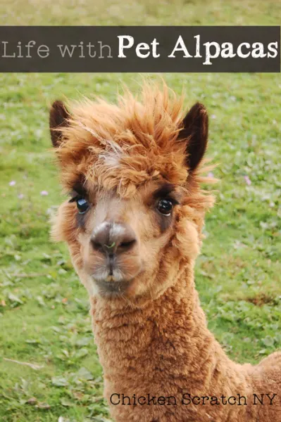 Find out what our two pet alpacas do on our small farm