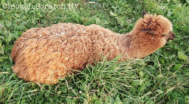 Find out what our two pet alpacas do on our small farm