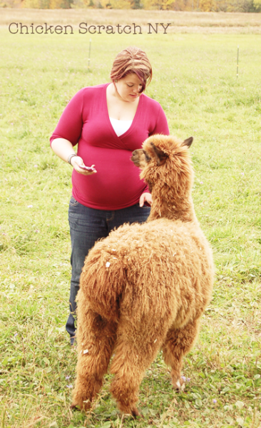 Find out what our two pet alpacas do on our small farm
