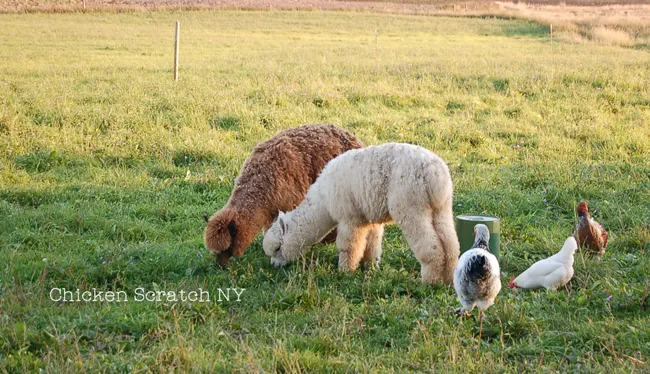 Find out what our two pet alpacas do on our small farm