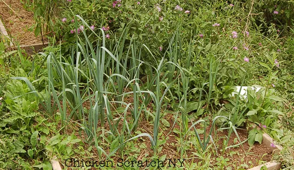 Forget the heat mats & grow lights, get a great onion harvest without starting from seed