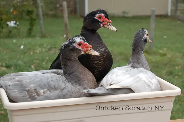 Muscovy ducks are the most sustainable animals I can think of to keep, find out why we'll always keep them on our farm and how easy they are to care for