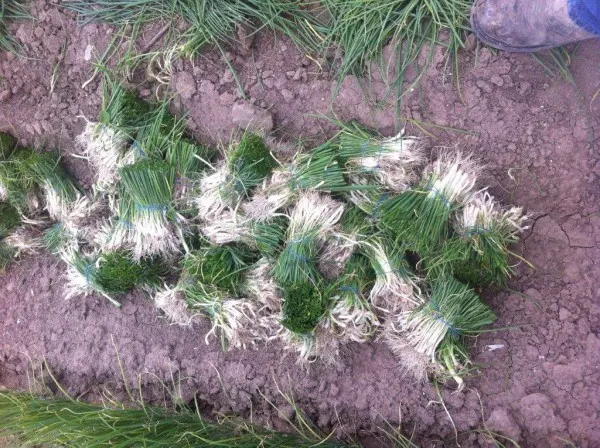 Forget the heat mats & grow lights, get a great onion harvest without starting from seed - Photo Courtesy of Dixondale Farms
