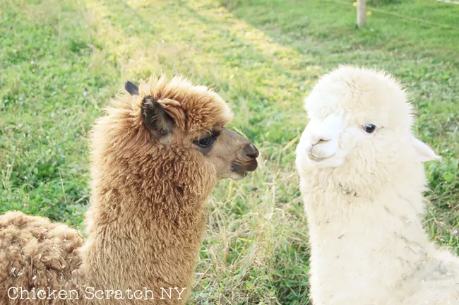 Find out what our two pet alpacas do on our small farm