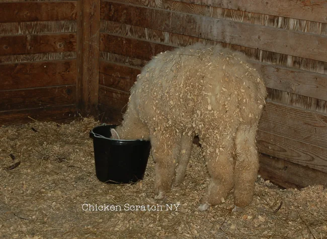 Find out what our two pet alpacas do on our small farm