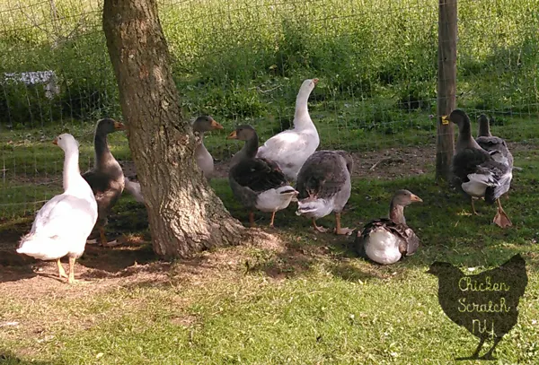 Barnyard Geese - Pilgrim & Toulouse