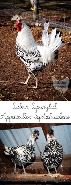 Everything you never knew you wanted to know about the Appenzeller Spitzhauben