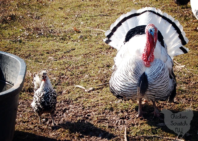 royal palm tom turkey next to appenzeller spitzhauben hen