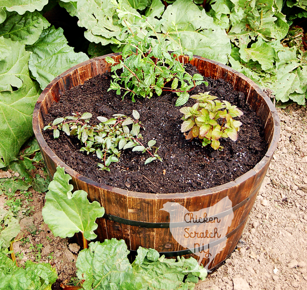 Create a DIY Whiskey Barrel Mint Garden in less than an hour and learn why you should never plant mint directly in the ground