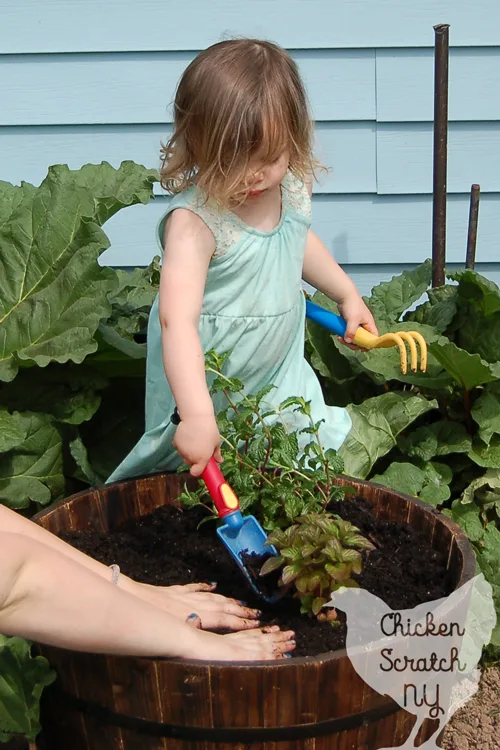 Create a DIY Whiskey Barrel Mint Garden in less than an hour and learn why you should never plant mint directly in the ground