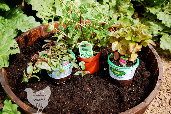 Create a DIY Whiskey Barrel Mint Garden in less than an hour and learn why you should never plant mint directly in the ground