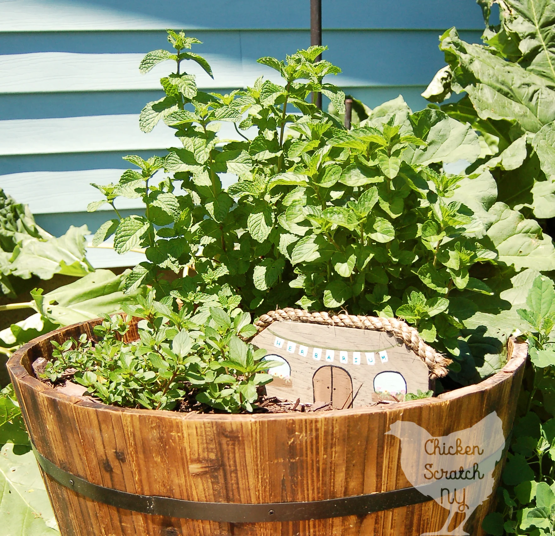 Create a DIY Whiskey Barrel Mint Garden in less than an hour and learn why you should never plant mint directly in the ground