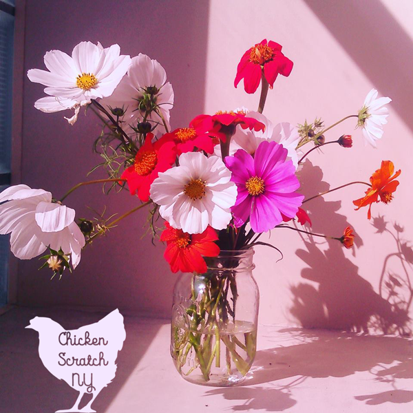 mason jar bouquet of garden flowers including cosmos grown from a seed mix