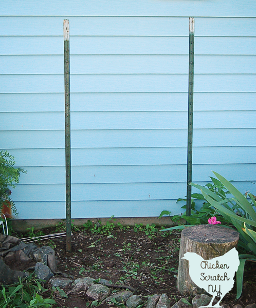 Give your climbing plants a hand with this budget friendly t-post trellis. T-posts, zip ties and branches come together to make a charming garden accent