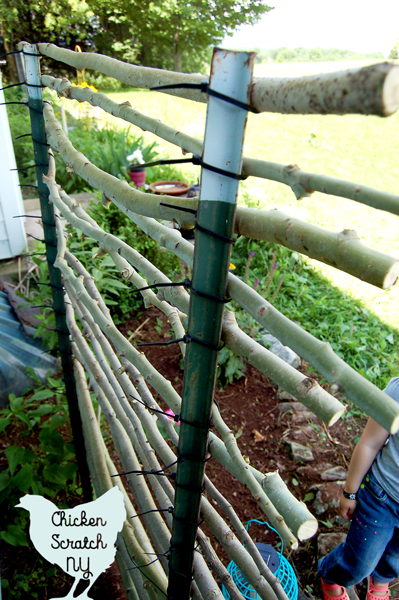 Give your climbing plants a hand with this budget friendly t-post trellis. T-posts, zip ties and branches come together to make a charming garden accent
