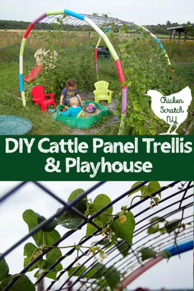 cattle panel bent into trellis for green beans over a turtle sandbox