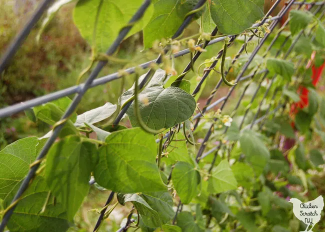pole beans growing on a cattle panel bent into a trellis