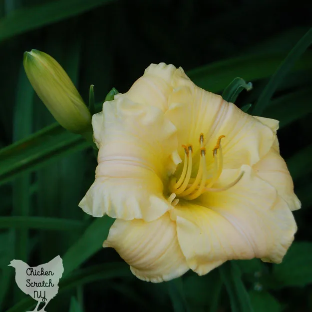 Growing daylilies is a great choice for a beginner gardener. If you're looking for a simple and cheap way to fill a large space with gorgeous plants you really need to plant a daylily garden