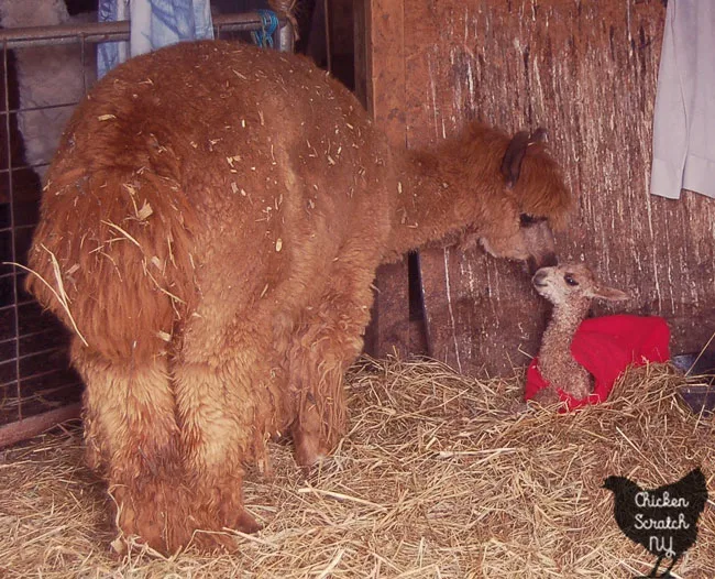 brown alpaca with newborn alpaca cria in red coat
