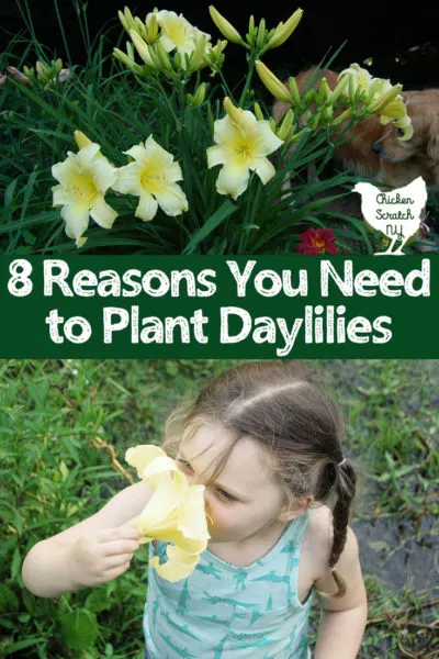 little girl smelling large yellow daylily text overlay 8 reasons to plant daylilies golden retriever behind large stand of daylilies