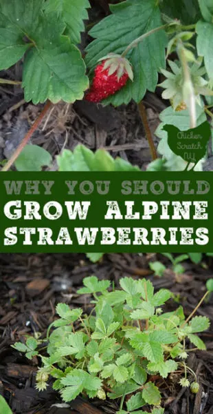 Add some charm to your garden with Alpine Strawberries. They're a true perennial you can grow from seed and get berries your first year!