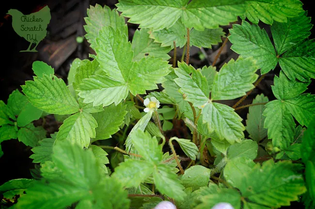 Add some charm to your garden with Alpine Strawberries. They're a true perennial you can grow from seed and get berries your first year! 