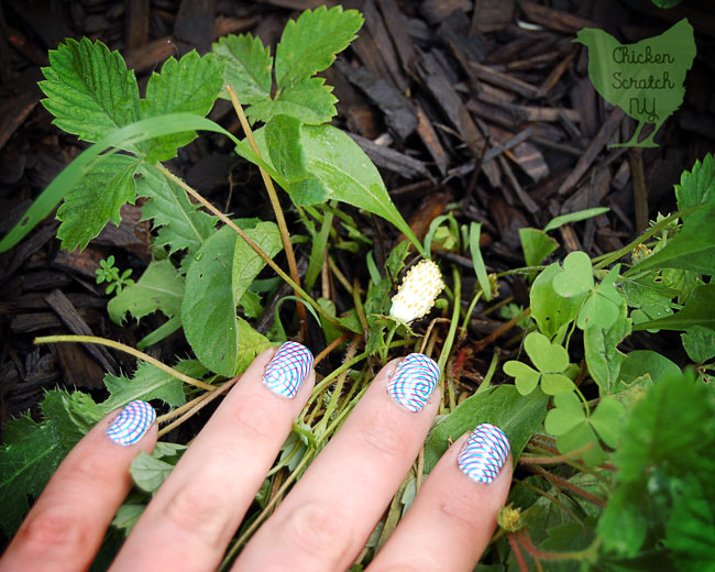 Add some charm to your garden with Alpine Strawberries. They're a true perennial you can grow from seed and get berries your first year! 