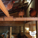 I will always use lights in the chicken coop and it has nothing to do with eggs! Northern winters are cold, dark, and miserable. Find out why and how I use lights in the coop for healthier birds all winter long
