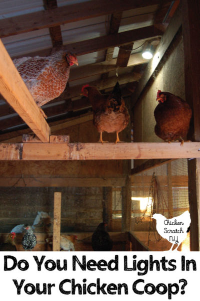 I will always use lights in the chicken coop and it has nothing to do with eggs! Northern winters are cold, dark, and miserable. Find out why and how I use lights in the coop for healthier birds all winter long