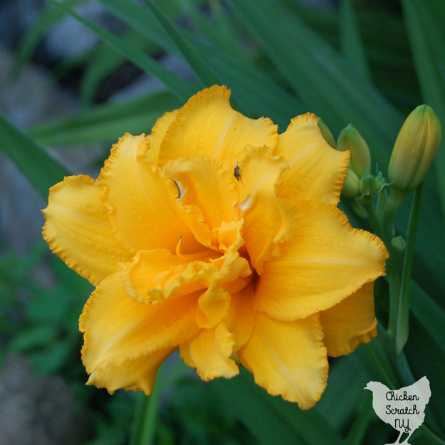 Growing daylilies is a great choice for a beginner gardener. If you're looking for a simple and cheap way to fill a large space with gorgeous plants you really need to plant a daylily garden