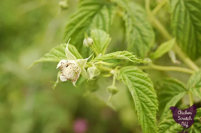 fall gol everbearing raspberry blossom