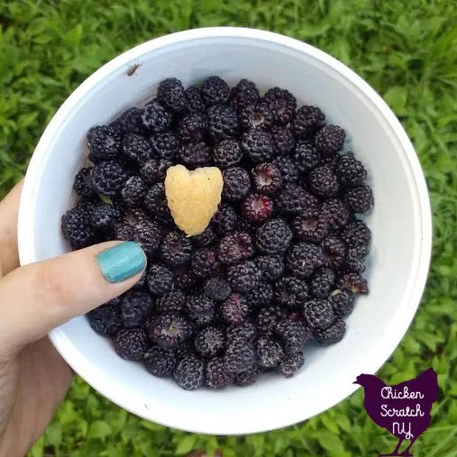 large heart shaped fall gold raspberry in white bowl with black raspberries